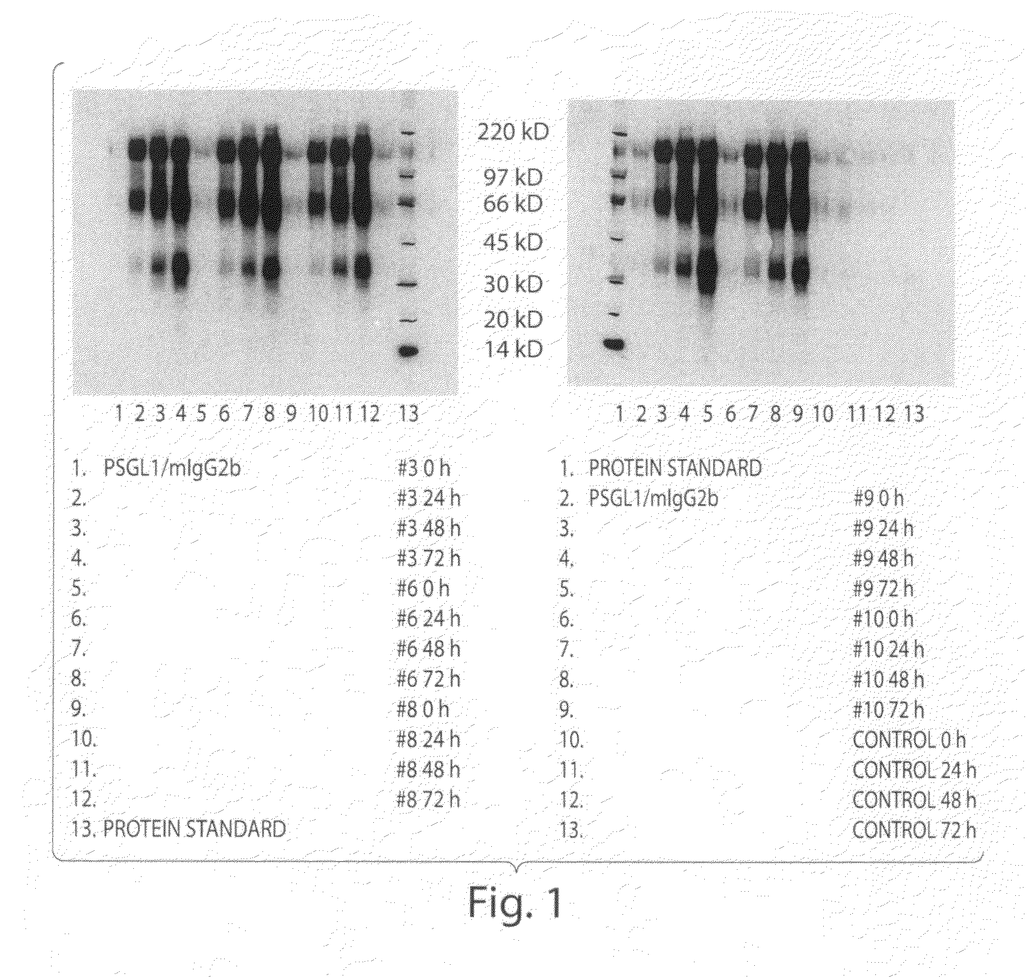 Production of proteins carrying oligomannose or human-like glycans in yeast and methods of use thereof
