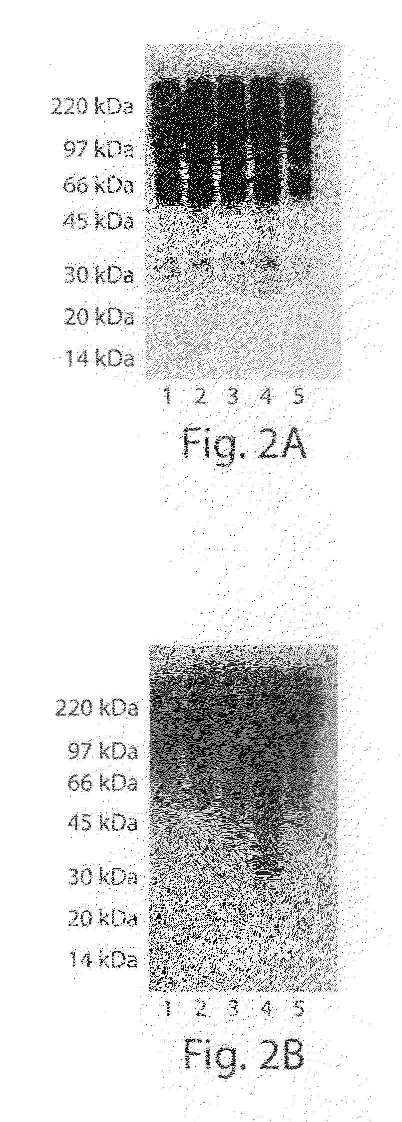 Production of proteins carrying oligomannose or human-like glycans in yeast and methods of use thereof
