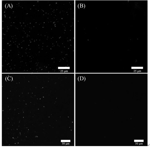 A kind of preparation method of superhydrophilic modified antifouling PVDF separation membrane