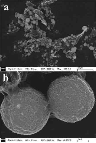 Pompom-shaped zinc oxide/graphene composite adsorbent and its preparation method and application