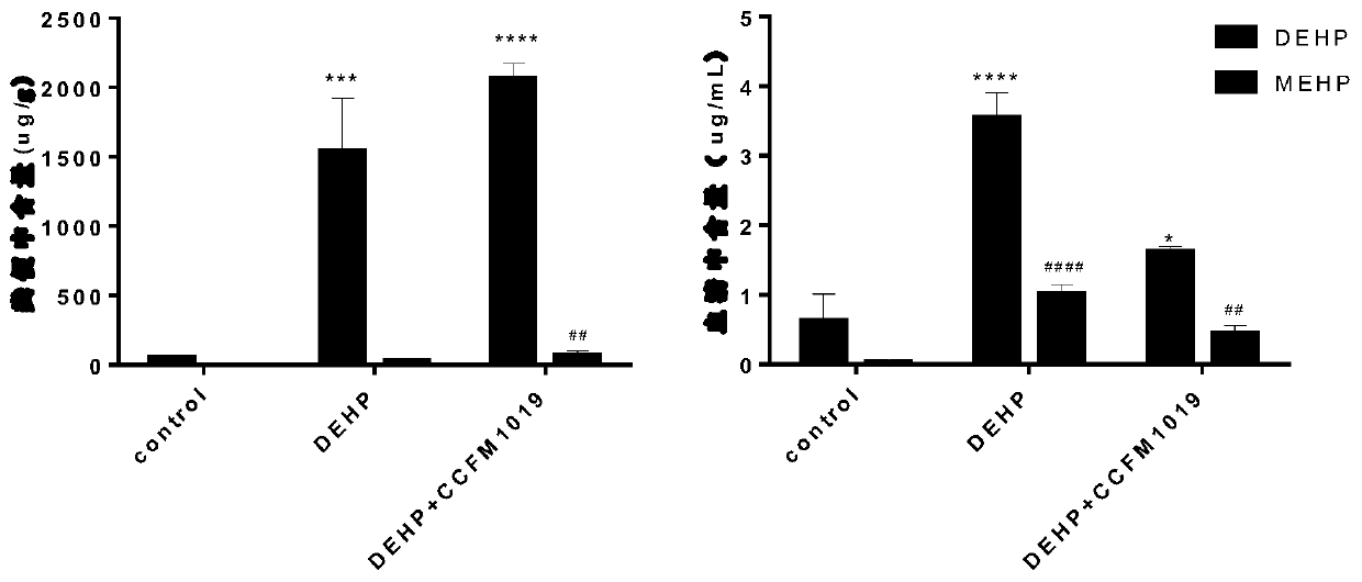 Lactobacillus plantarum ccfm1019, its fermented food and its application in the preparation of medicine