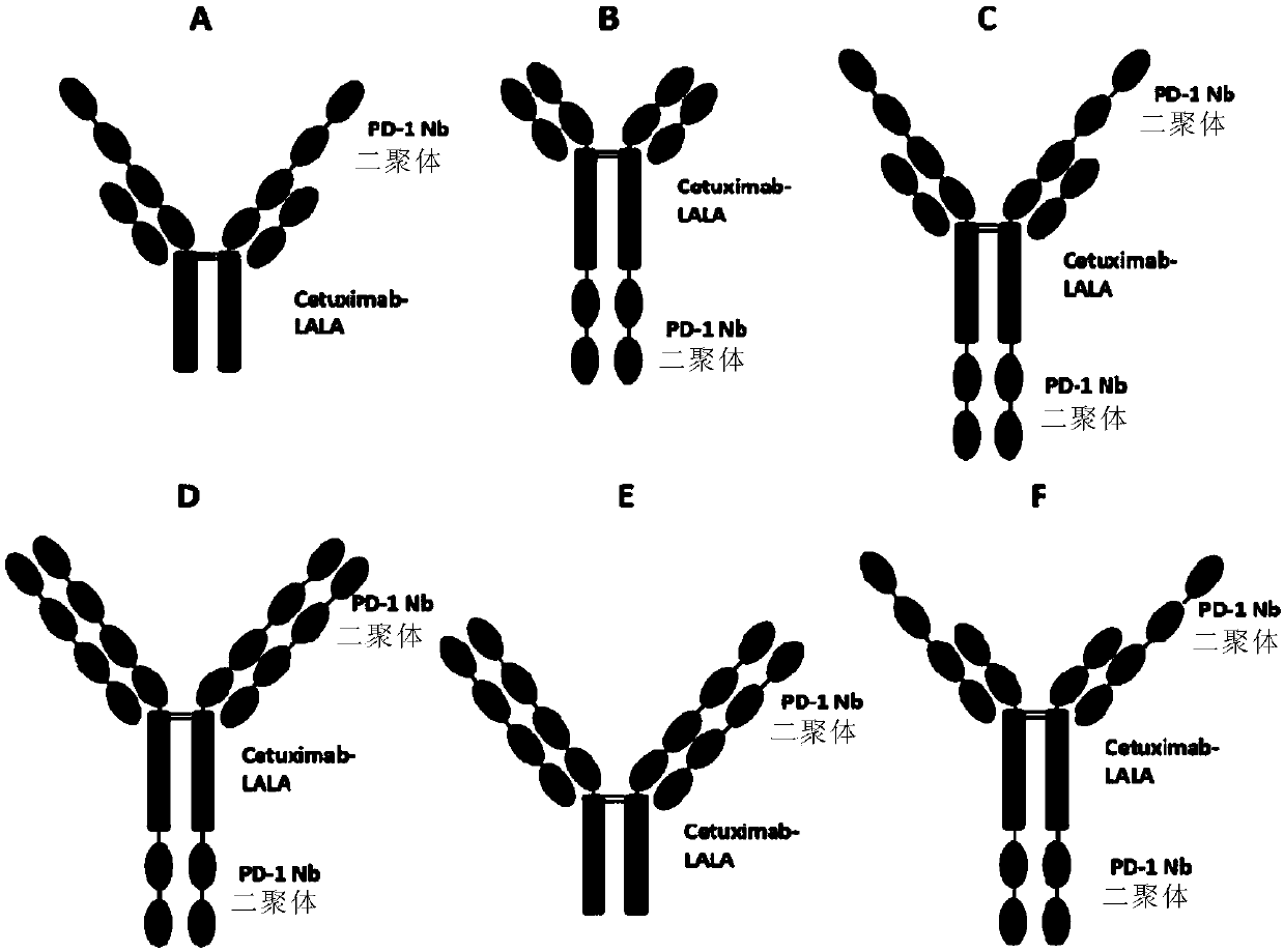 Anti-PD-1/EGFR bispecific antibody and application thereof