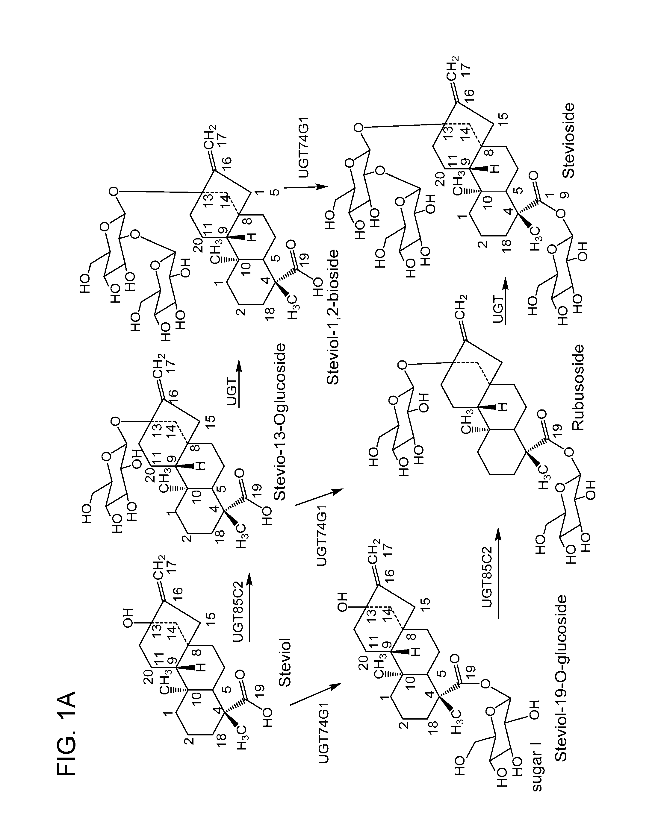 Non-caloric sweeteners and methods for synthesizing