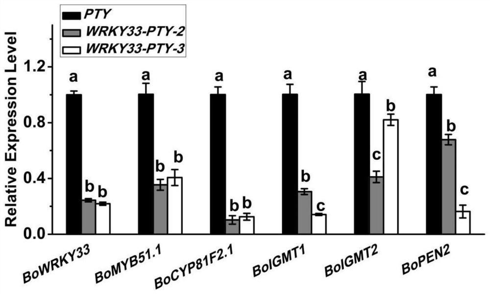 Brassica alboglabra bailey BoWRKY33 gene and application thereof