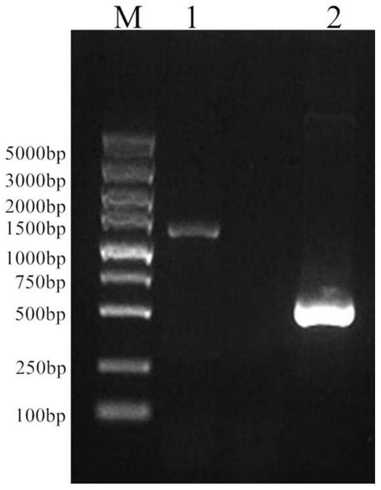 A construction method, bacterial strain and application of Aeromonas verkirea attenuated strain