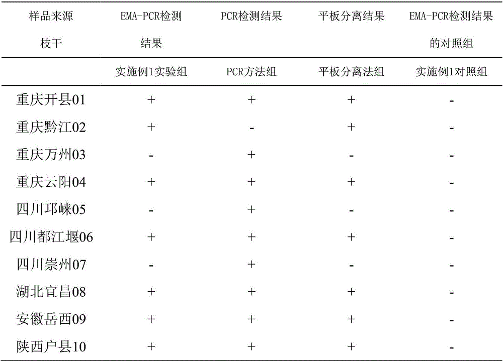 Living pseudomonas syringae pv.actinidiae detection method