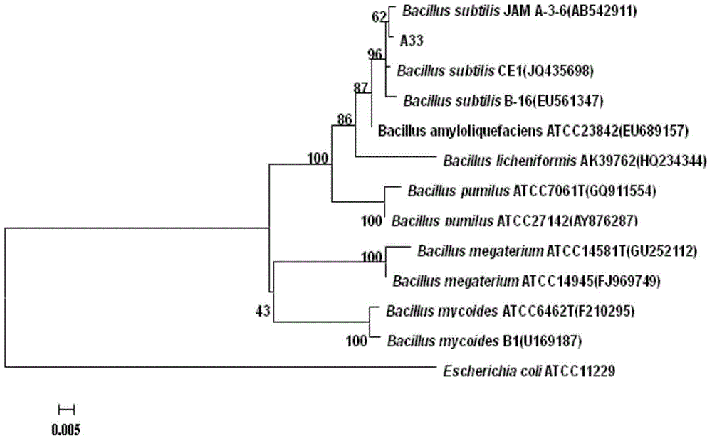 Bacillus subtilis strain A33, microbial inoculum and preparation method and application thereof