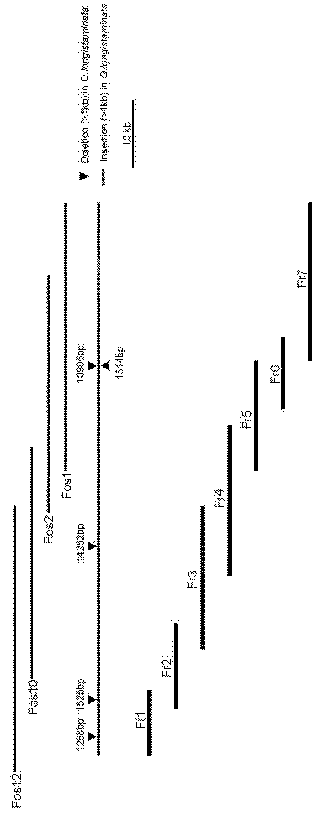 Nucleic acid imparting high-yielding property to plant, method for producing transgenic plant with increased yield, and method for increasing plant yield