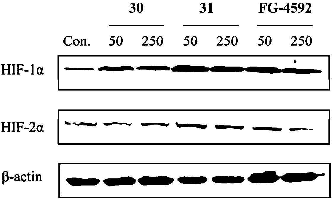 Triazopyridine formylglycine compound, and method and medicinal application thereof