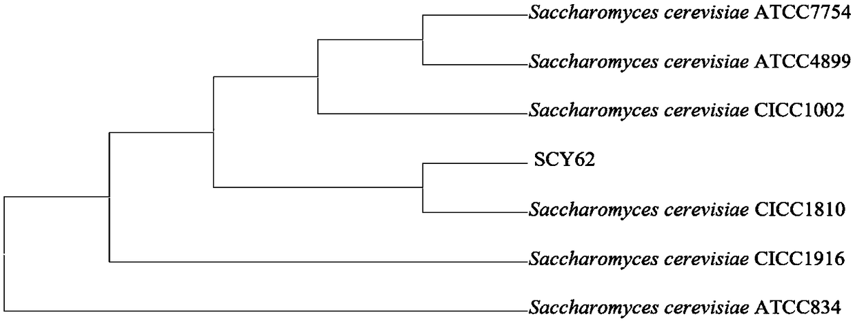 Saccharomyces cerevisiae with high acid yield and low yield fusel oil as well as composition and application of saccharomyces cerevisiae