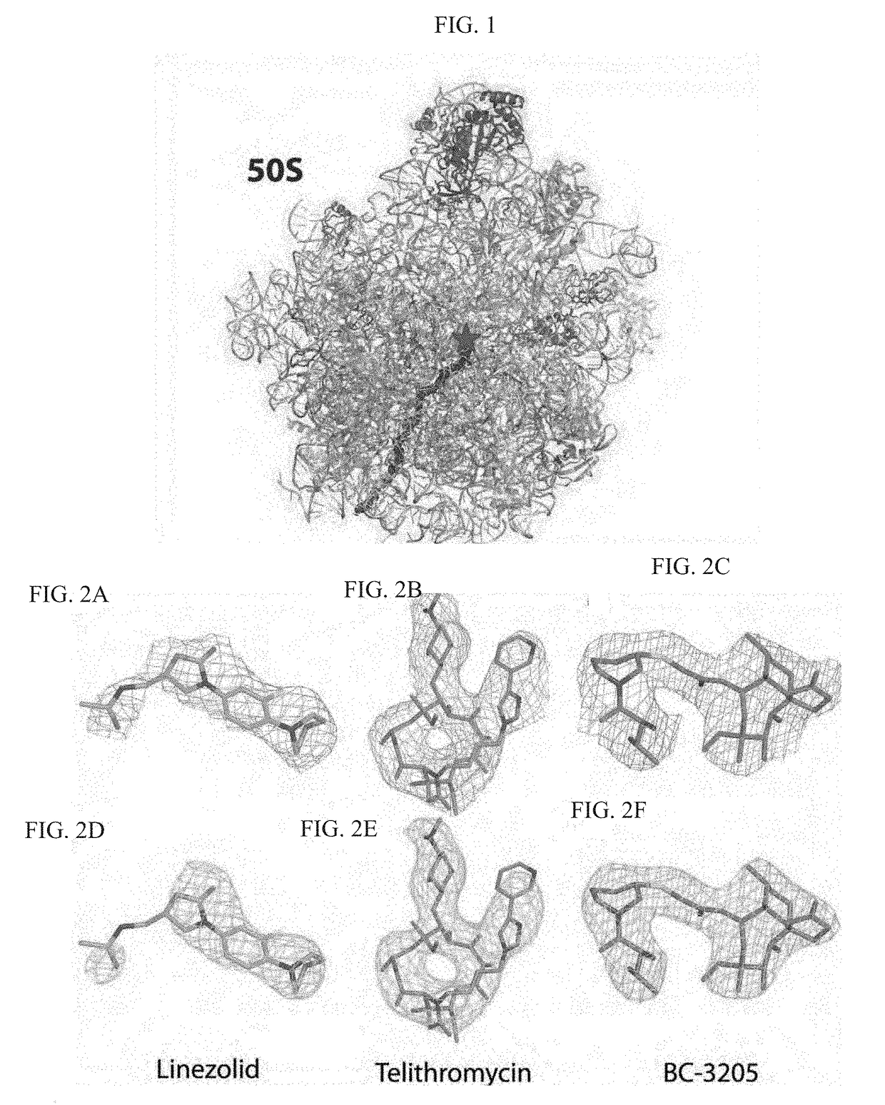 Crystal structure of the large ribosomal subunit from s. aureus