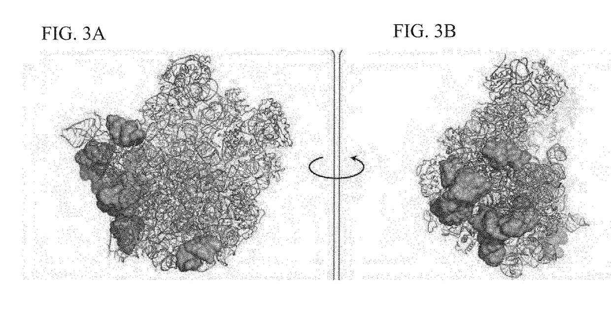 Crystal structure of the large ribosomal subunit from s. aureus