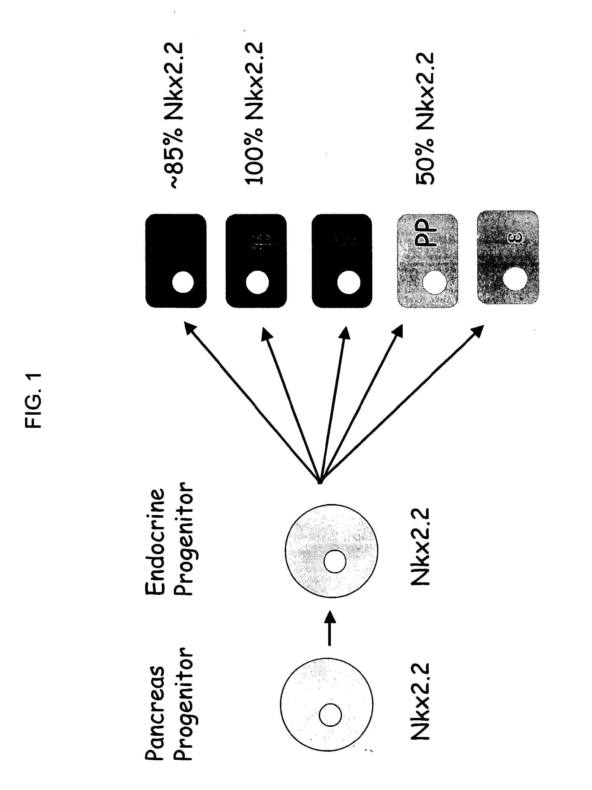 Tm4sf4 and modulators thereof and methods for their use