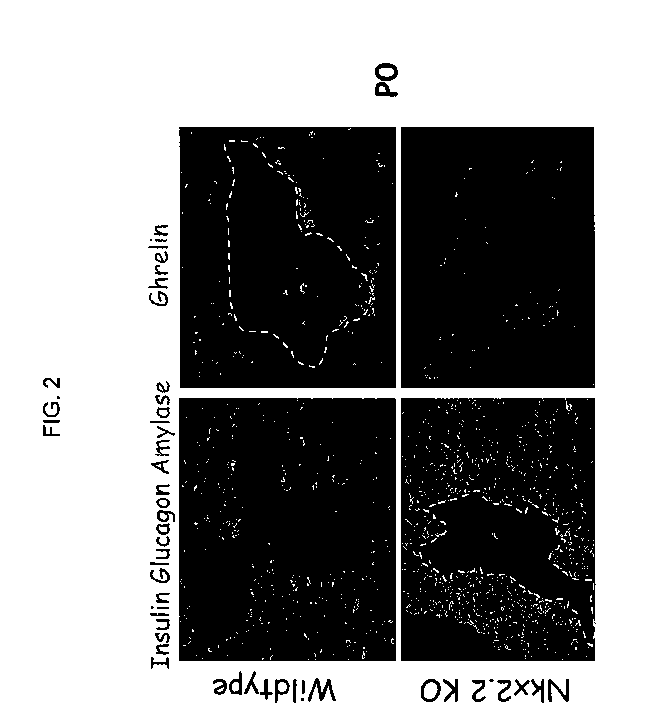 Tm4sf4 and modulators thereof and methods for their use