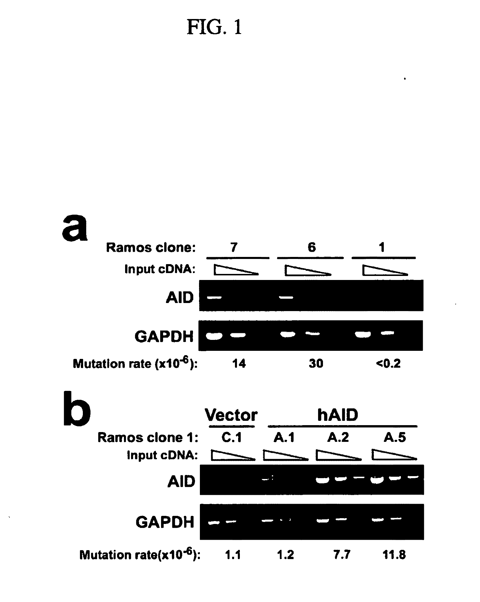 Mutations caused by activation-induced cytidine deaminase