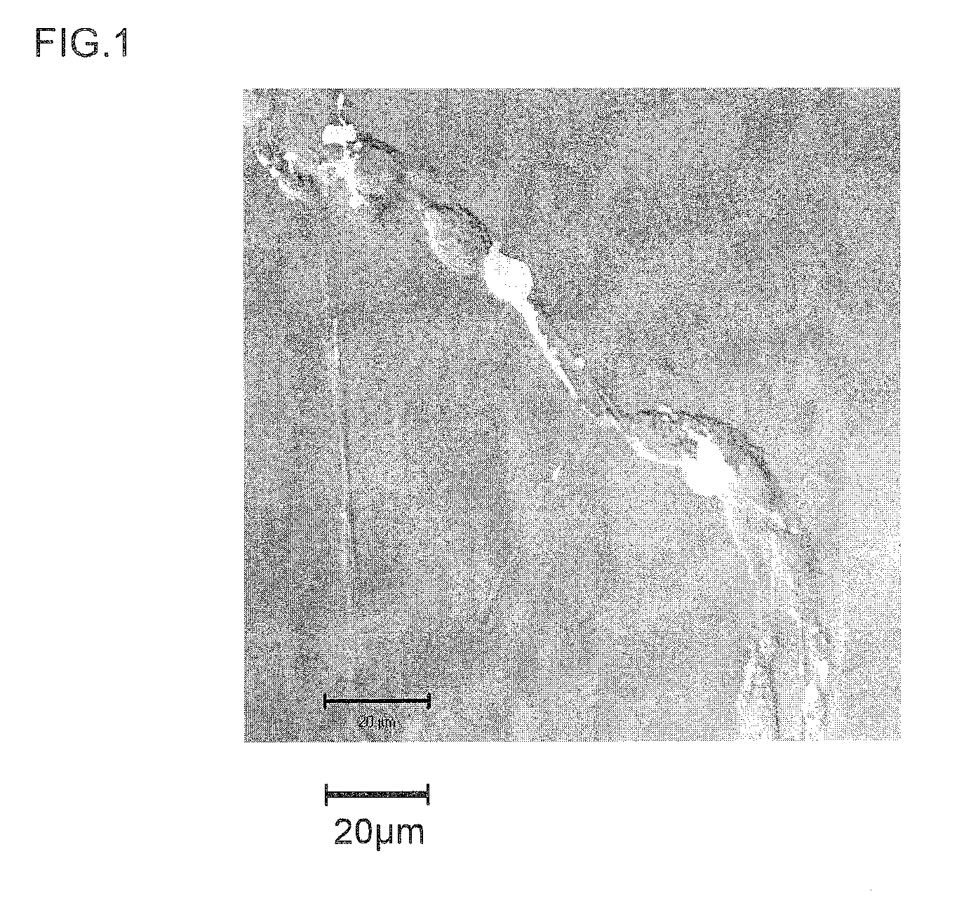 Neuronal differentiation-inducing peptide and use thereof
