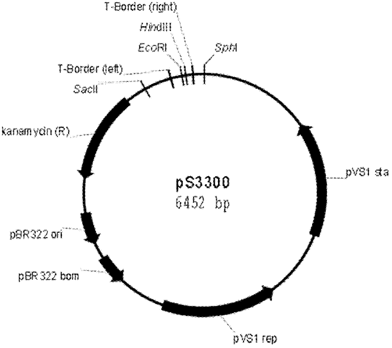 Recombinant DNA (deoxyribonucleic acid) fragment containing roundup ready gene and application thereof