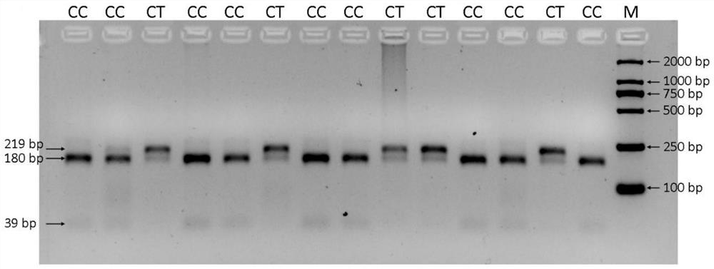 SNP markers related to growth traits of black-bone chicken and their application