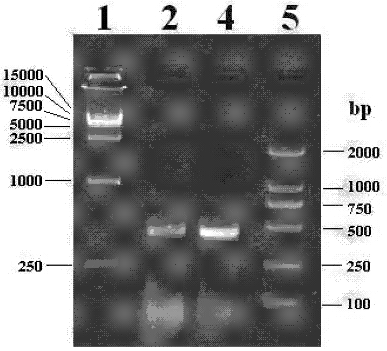 A group of Cathelicidins antimicrobial peptides of chicken, preparation method and application thereof