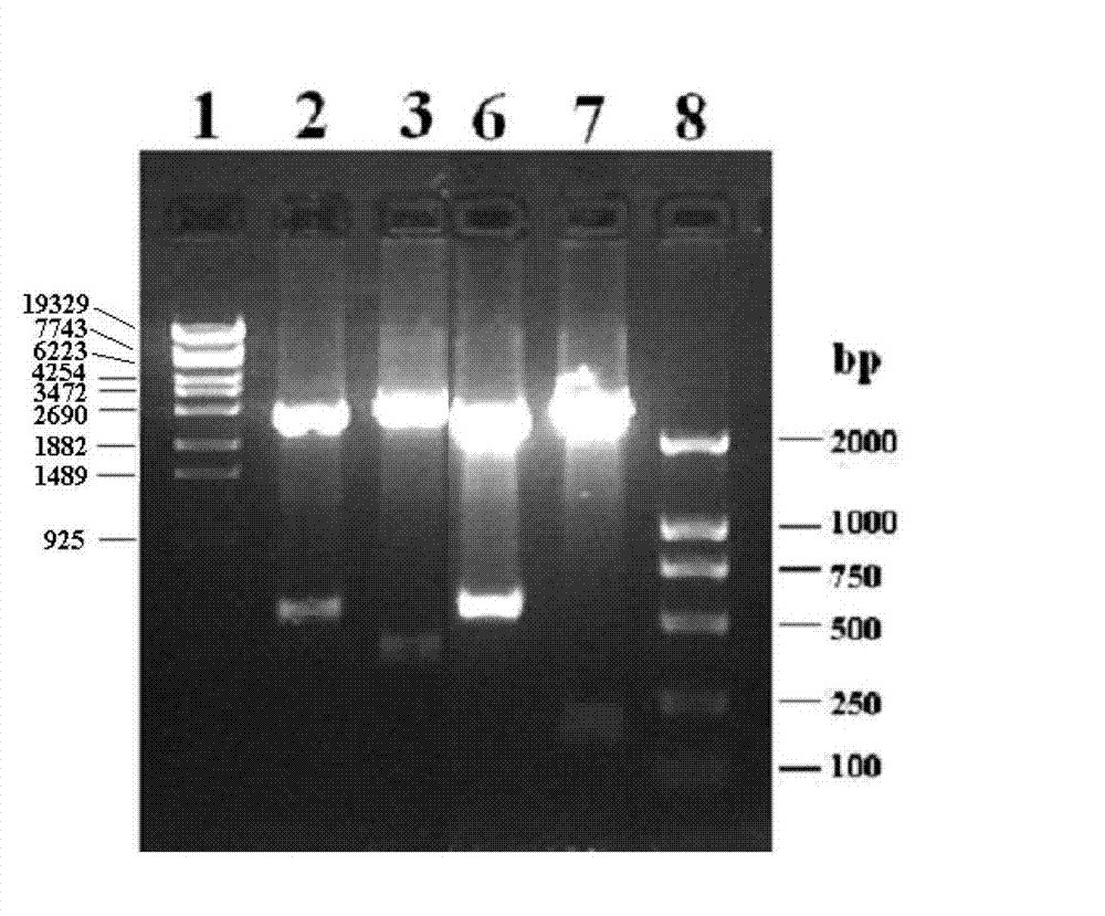 A group of Cathelicidins antimicrobial peptides of chicken, preparation method and application thereof