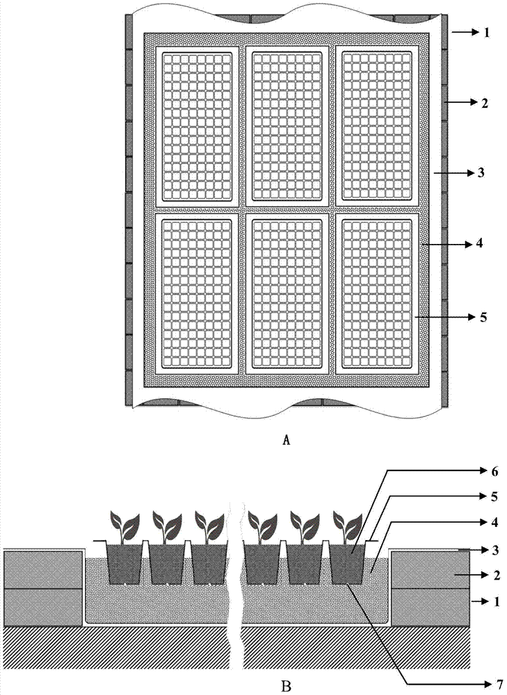 Andrographis paniculata plug seedling cultivation method through sand culture