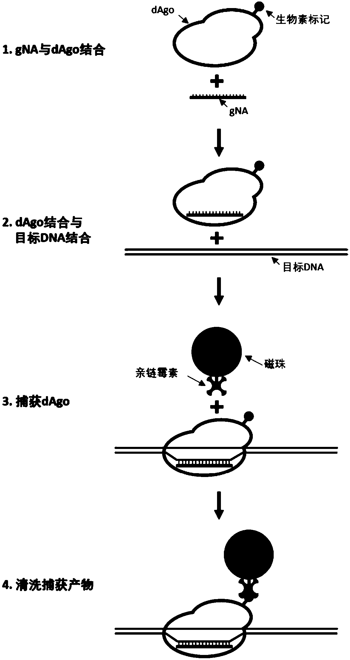 Argonaute protein mutant and application thereof