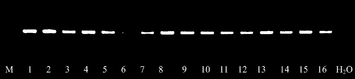 Extracting solution for extracting DNA from micro medicinal plant sample and extraction method