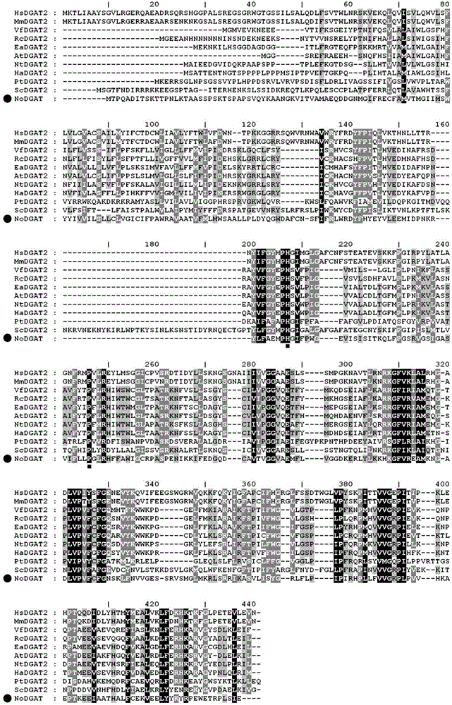 Gene having triacylglycerol synthesis function, and applications thereof