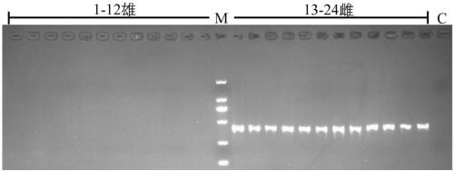 Specific DNA fragment SSM1 for sex determination of sturgeons and application