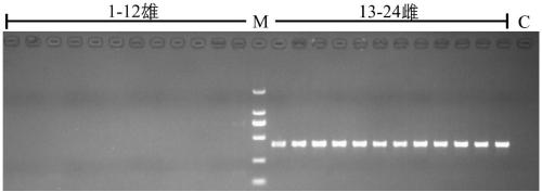 Specific DNA fragment SSM1 for sex determination of sturgeons and application