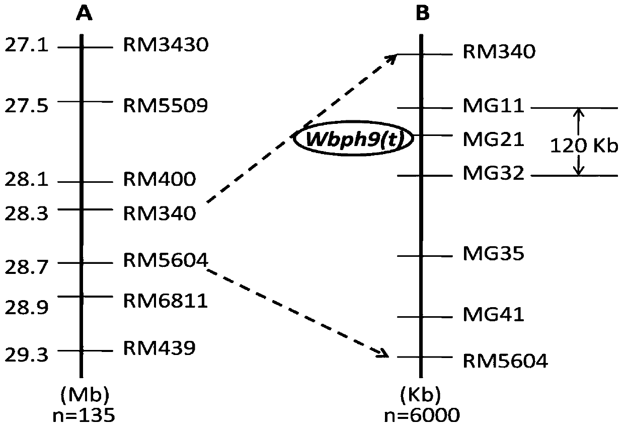 A new rice gene wbph9(t) resistant to white-backed planthopper and its molecular marker method and application