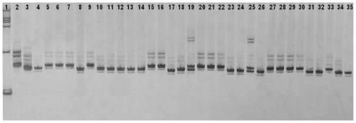 A new rice gene wbph9(t) resistant to white-backed planthopper and its molecular marker method and application