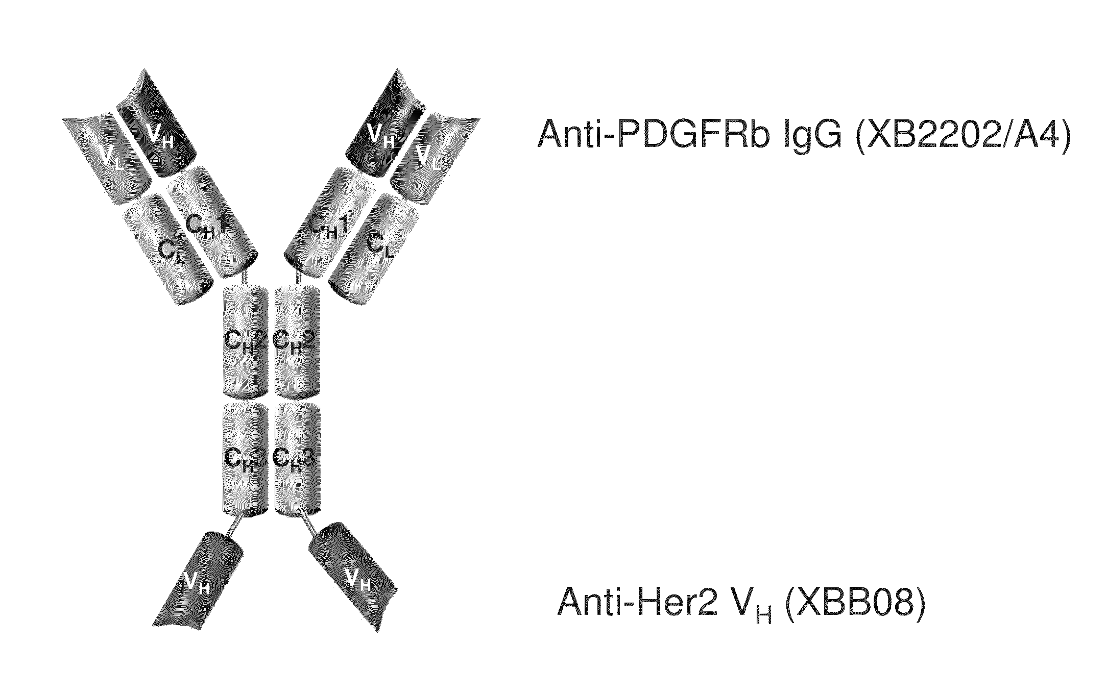 Bi-specific antigen-binding polypeptides