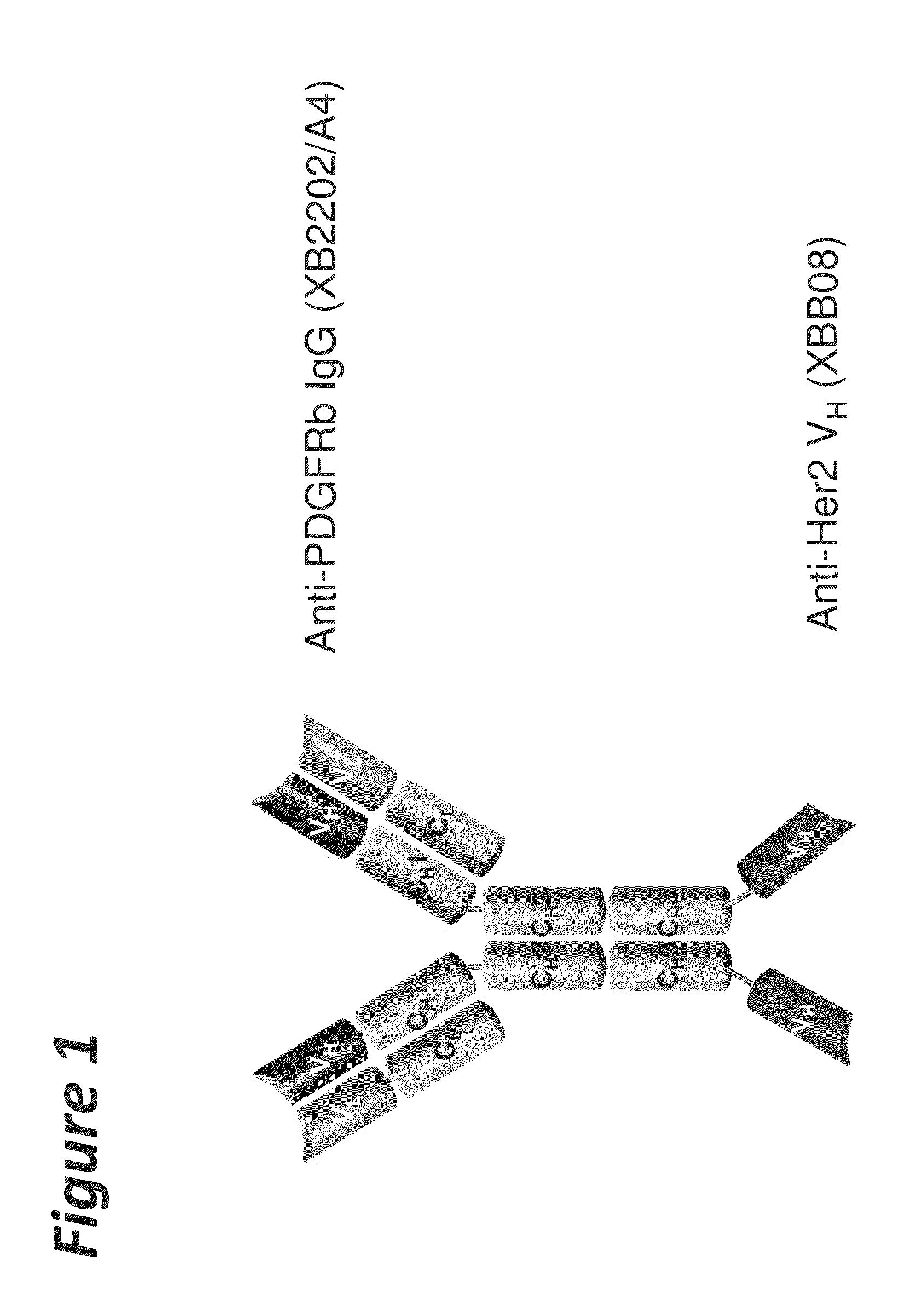 Bi-specific antigen-binding polypeptides