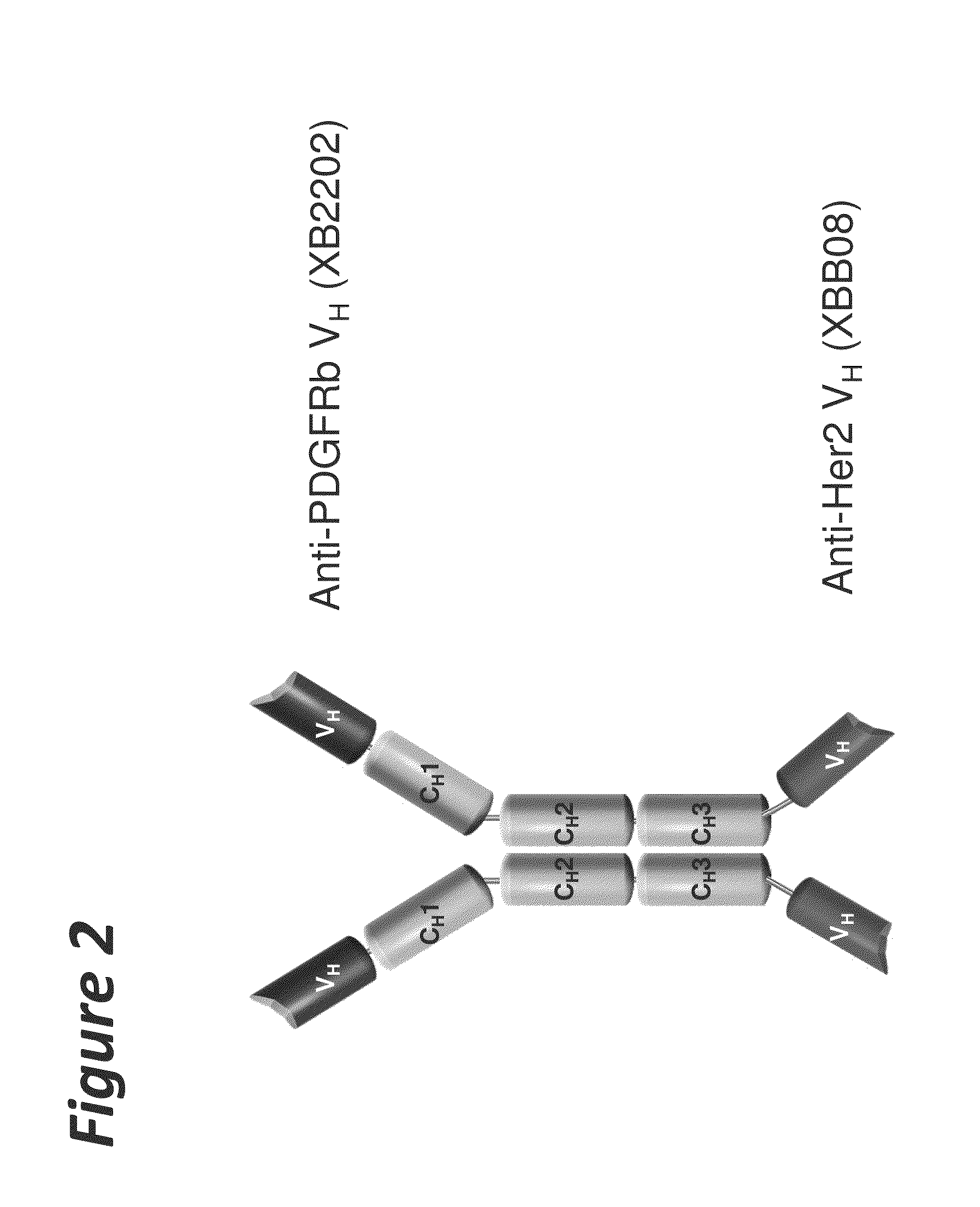 Bi-specific antigen-binding polypeptides