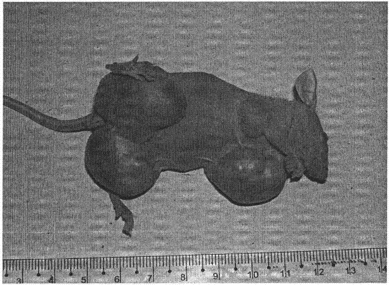 Human hepatocellular carcinoma cell line with portal vein transfer potential