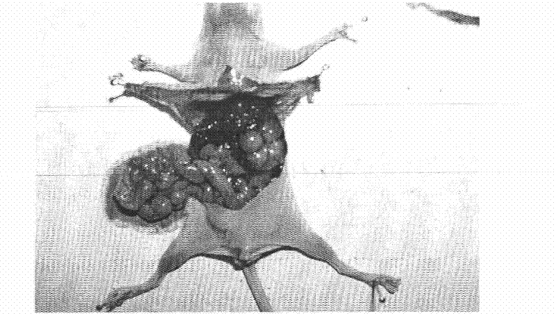 Human hepatocellular carcinoma cell line with portal vein transfer potential