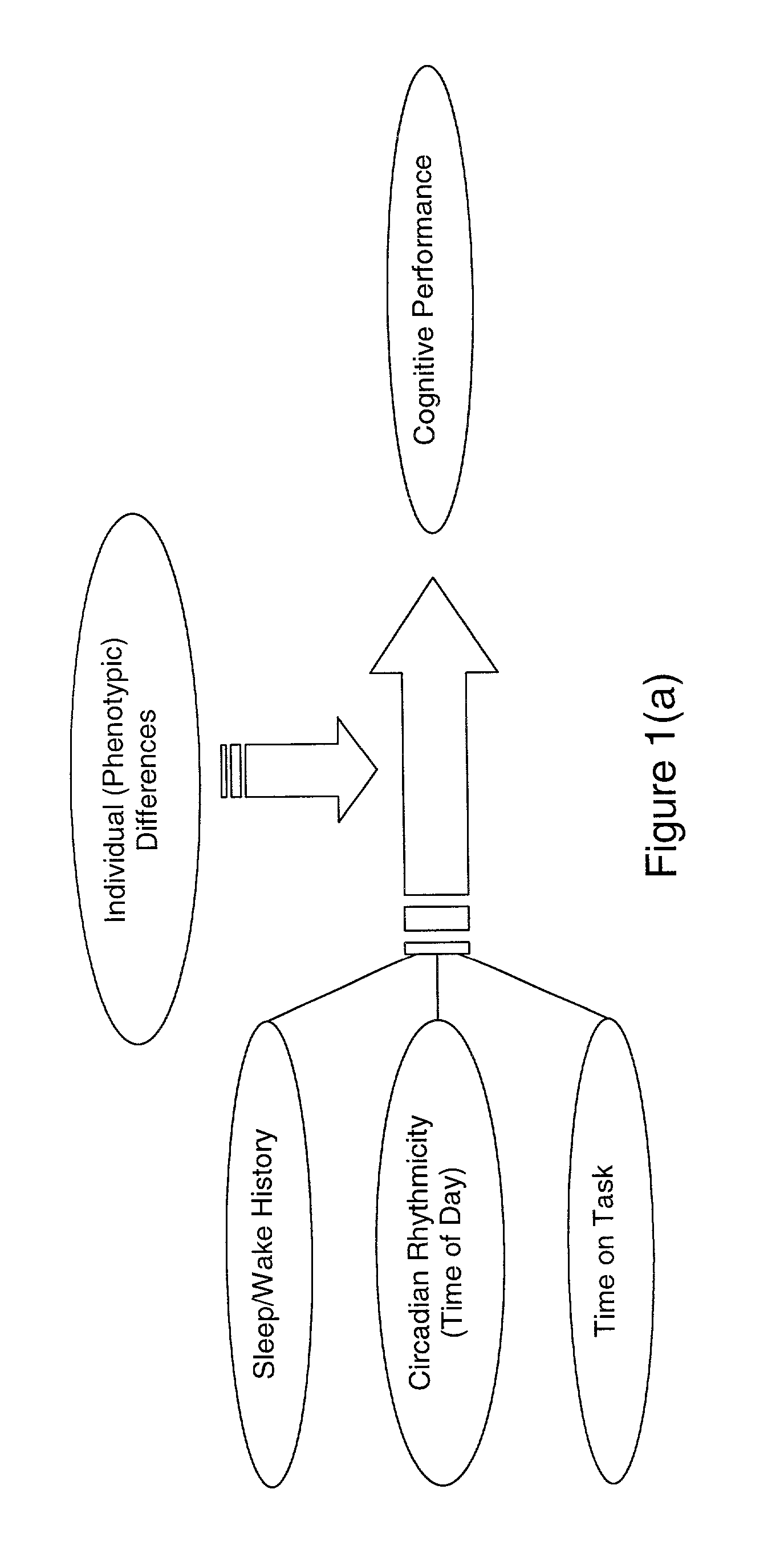 System and method for predicting human cognitive performance using data from an actigraph