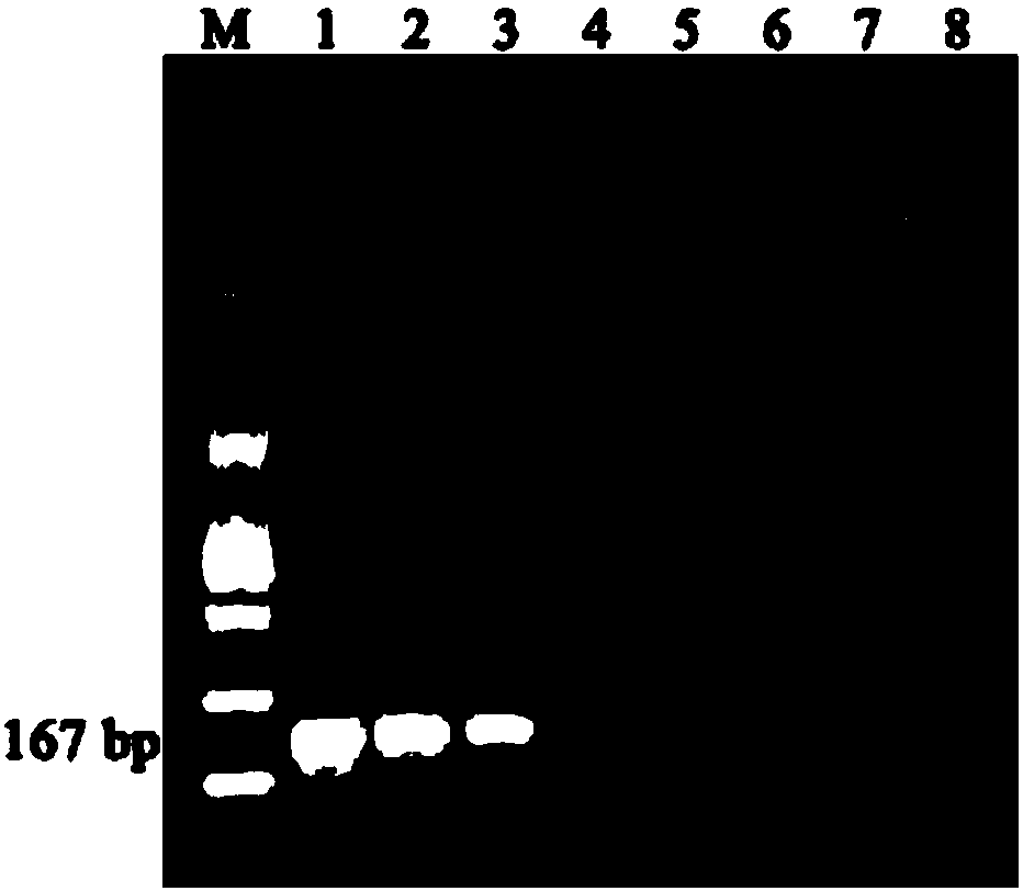 Primer pair for detecting sweet potato stem rot pathogen as well as detection method thereof