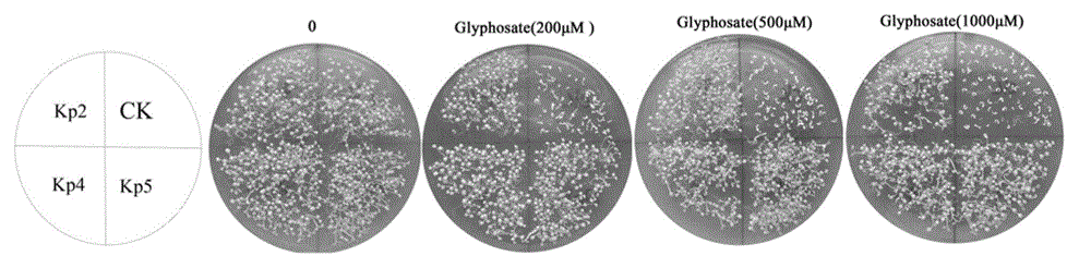 EPSP synthase gene from Klebsiella pneumoniae 342 and application of EPSP synthase gene