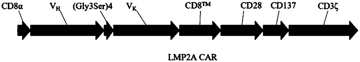 Preparation method and application of third generation LMP2A CAR-T cells