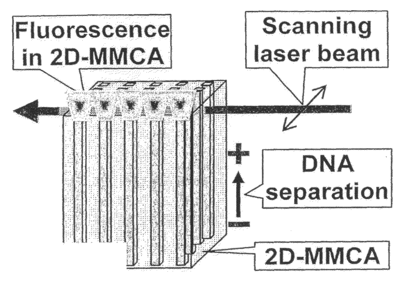 Massively Parallel 2-Dimensional Capillary Electrophoresis