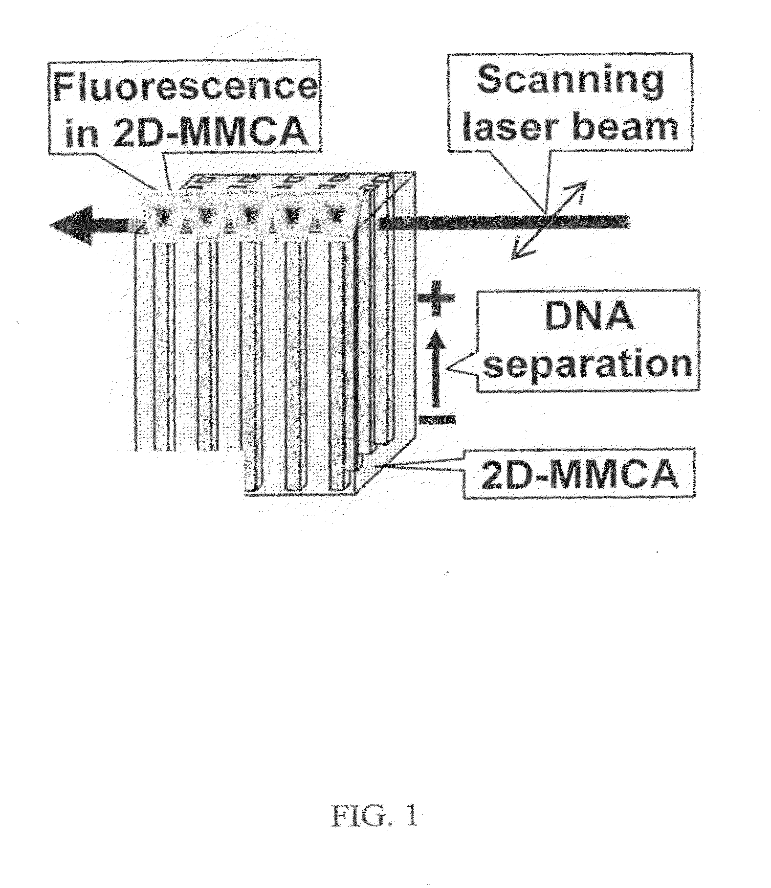 Massively Parallel 2-Dimensional Capillary Electrophoresis