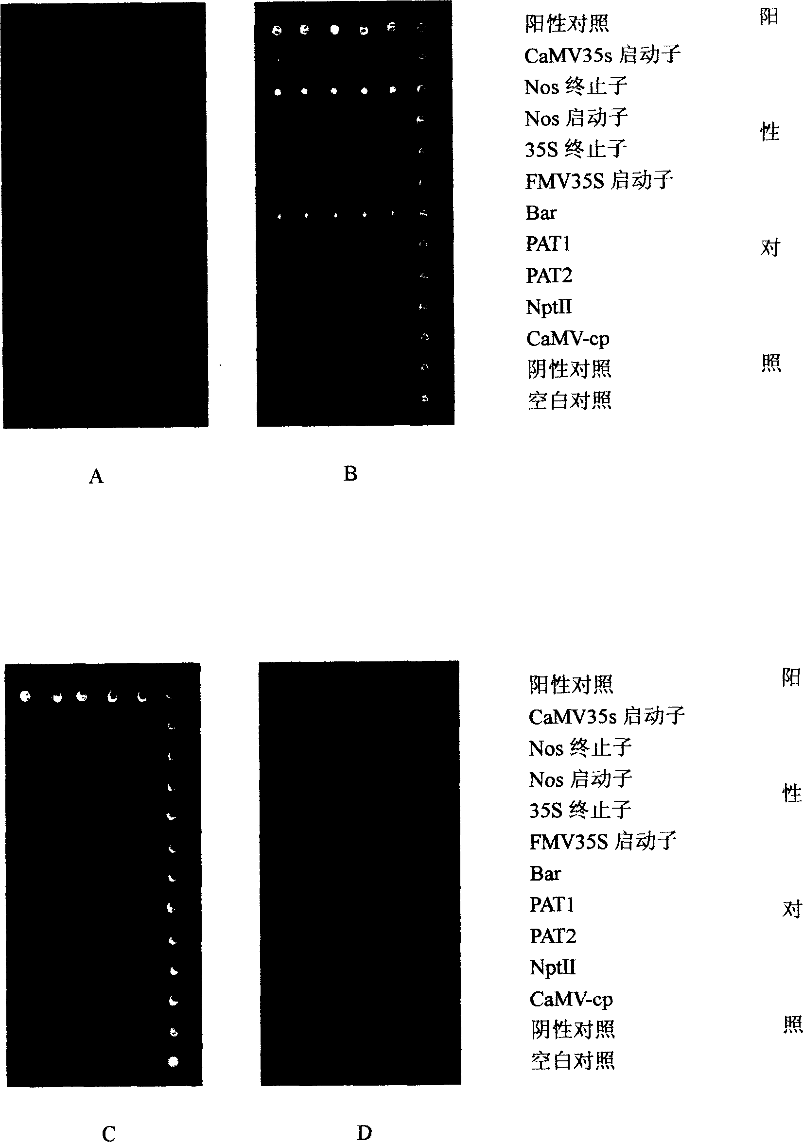 Preparing method for tr-gene products detecting oligonucleotides chip and use thereof