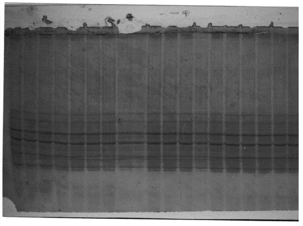 Method for identifying purity of corn seeds