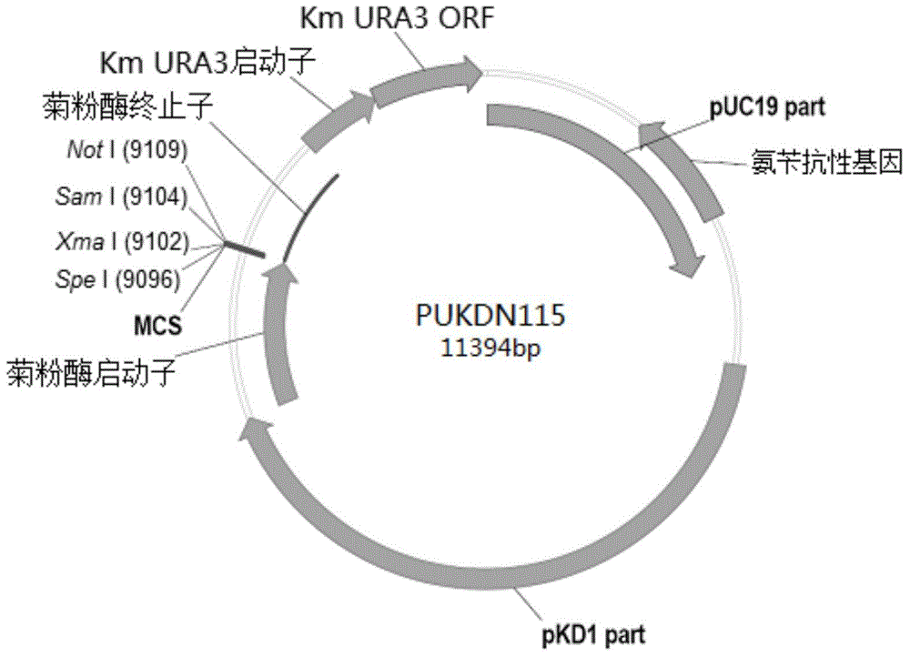 Signal peptide-free recombinant vector for exogenous gene expression in Kluyveromyces marxianus nutritional deficient strain