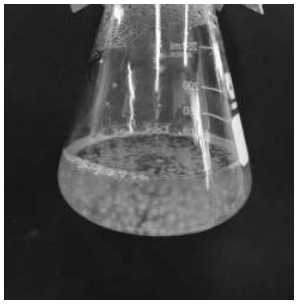 Method for promoting inonotus obliquus to produce hypoglycemic active polysaccharides by adding pretreated birch sawdust