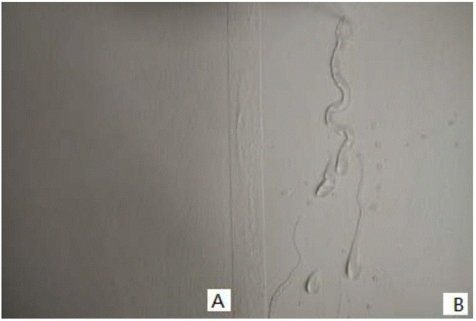 Inorganic reflective-insulation lotus leaf paint and preparation method thereof