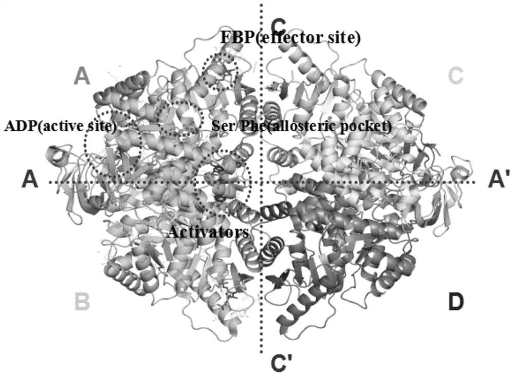 M2 type pyruvate kinase small molecule activator and application thereof