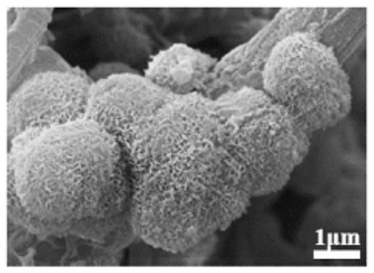 A gradient three-dimensional fiber scaffold for integrated regeneration and repair of soft and hard tissues and its preparation method